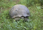 Giant Tortoise at private farm 2  Giant Tortoise